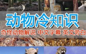 外面卖1699的国外纪录片解说(动物解说、美食、动画片)稳过中视频-开心分享网